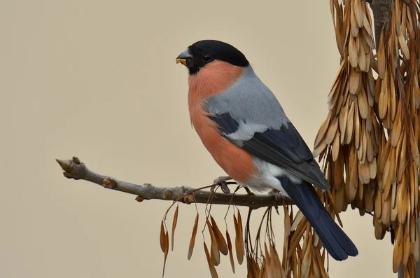 Maschio di finocchio (Pyrrhula pyrrhula) su un albero — Foto Stock