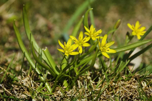 Gele bloem, in de lentetijd — Stockfoto