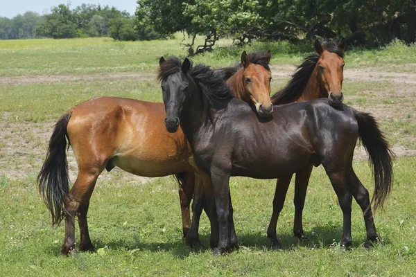 Cavalos no campo no verão — Fotografia de Stock