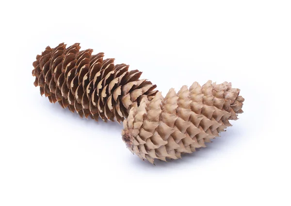 Fir cones — Stock Photo, Image