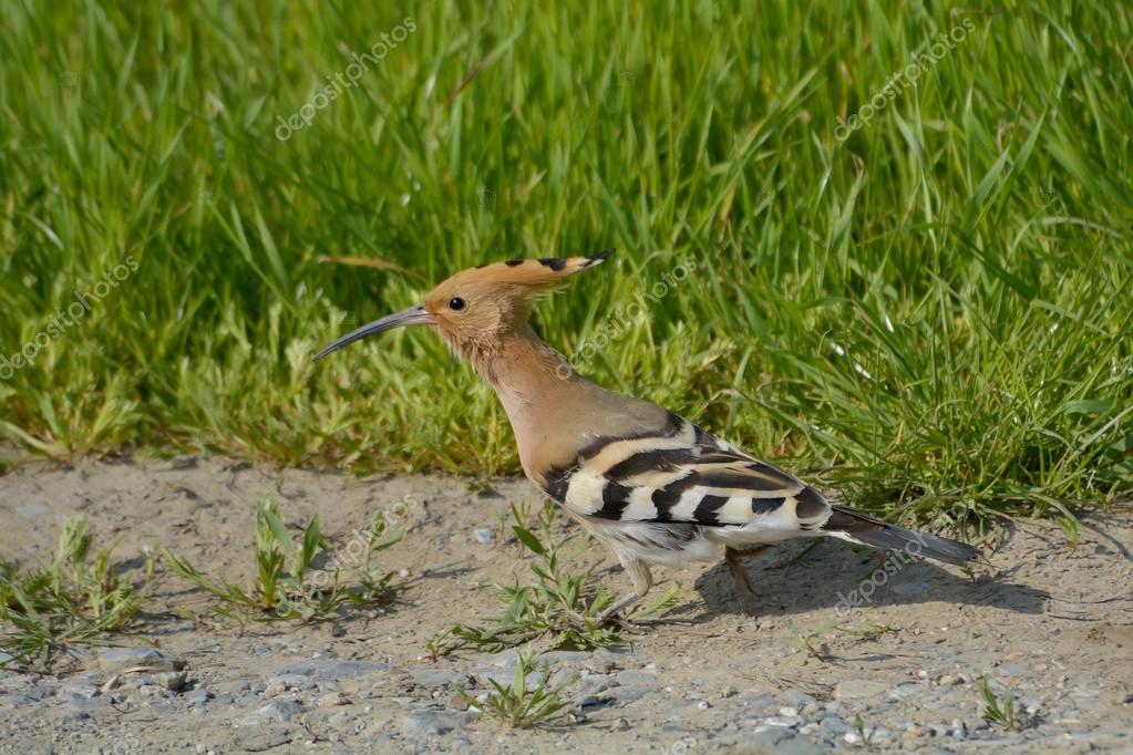 Oiseau Huppe Fasciée Dans Leur Habitat Naturel Upupa Epops