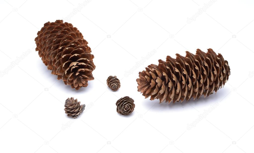 Fir cones