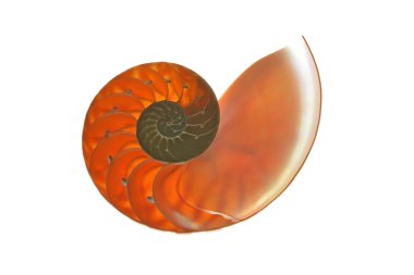 Beyaz arka plan üzerinde izole nautilus kabuğu