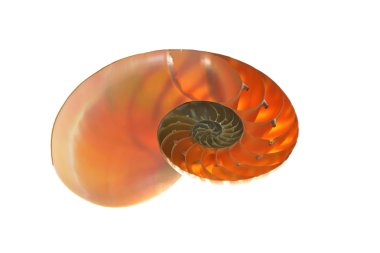 Beyaz arka plan üzerinde izole nautilus kabuğu