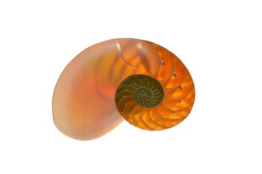 Beyaz arka plan üzerinde izole nautilus kabuğu