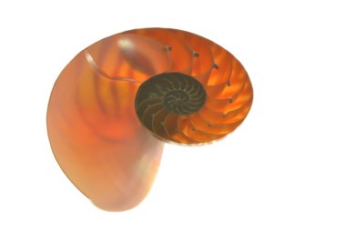 Beyaz arka plan üzerinde izole nautilus kabuğu 