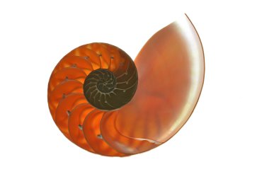 Beyaz arka plan üzerinde izole nautilus kabuğu 