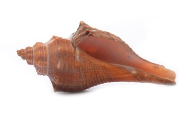 Parlak deniz kabuğu izole arka plan üzerinde