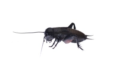 Cicada macro isolated on white background clipart
