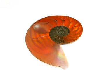 Beyaz arka plan üzerinde izole nautilus kabuğu