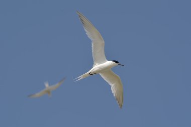 Genel Tern (Sterna hirundo)