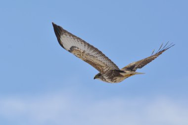 Ortak Şahin (Buteo buteo) tek kuş uçuş