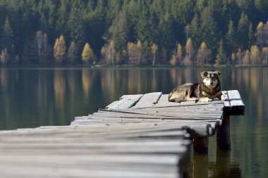 Köpek ahşap köprü göl kenarında oturur
