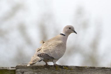 Avrasya Yakalı Güvercini (streptopelia decaocto)