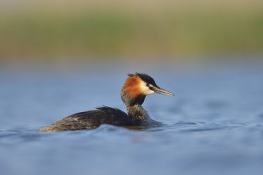 Su kuşu (podiceps cristatus su) 