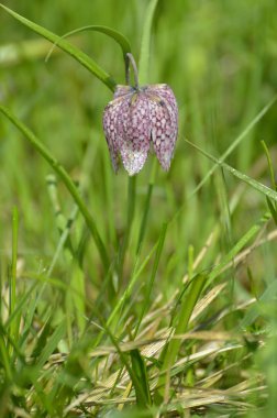 Yılan Başı Fritillary ( Fritillaria meleagris )