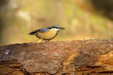 Sıvacı kuşu (sitta europaea doğal ortamlarında)