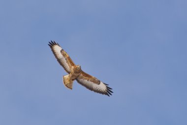 Ortak Şahin (Buteo buteo) tek kuş uçuş