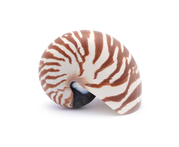 Nautillus shell on white background — Stock Photo, Image