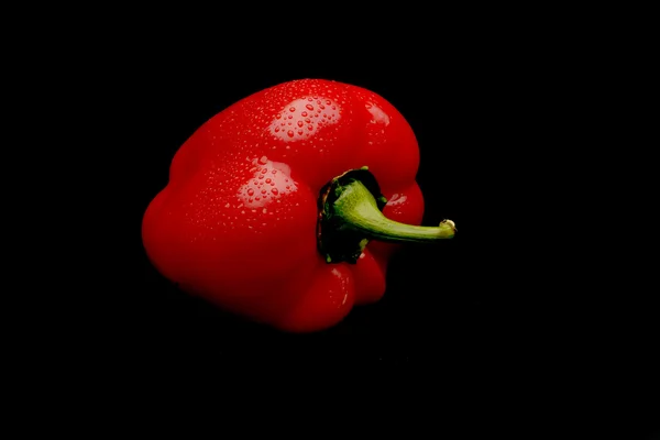 Capsicum rojo sobre fondo negro — Foto de Stock