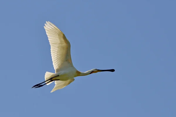 Warzęcha (Platalea leucorodia) — Zdjęcie stockowe