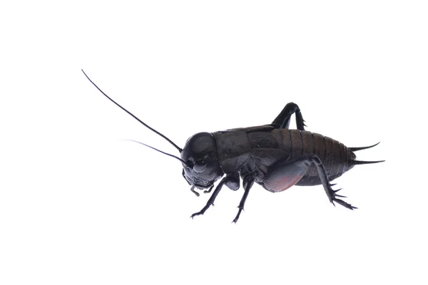 Beyaz arka plan üzerinde izole ağustosböceği makro — Stok fotoğraf
