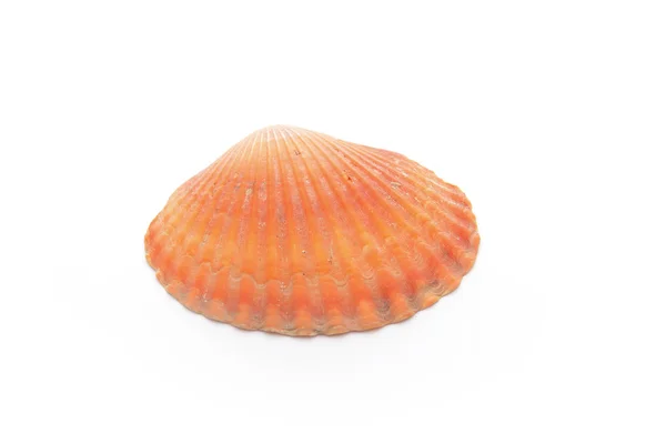 白い背景の貝殻 — ストック写真