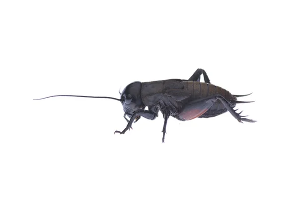 Zikaden-Makro isoliert auf weißem Hintergrund — Stockfoto