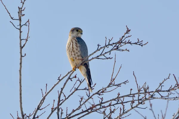 Merlin (Falco columbarius) dala tünedi — Stok fotoğraf