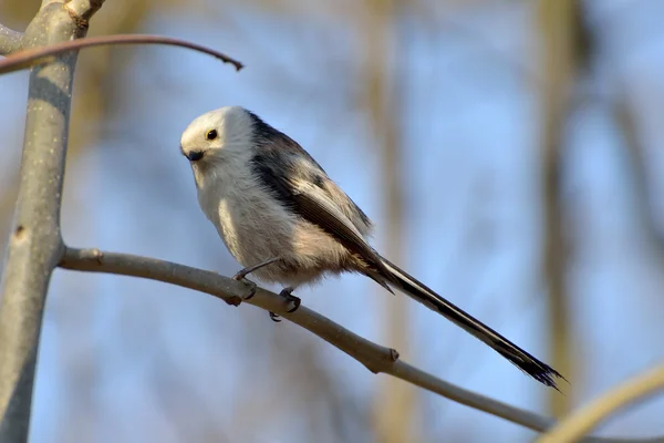 Long tailed tit ( aegithalos caudatus ) — Stok fotoğraf