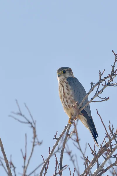 Merlin (Falco columbarius) dala tünedi — Stok fotoğraf