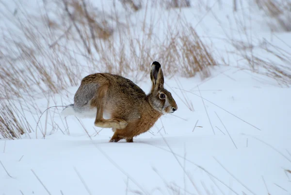 자연 서식 지에서 토끼 (토끼 saxatilis) 스크럽 — 스톡 사진