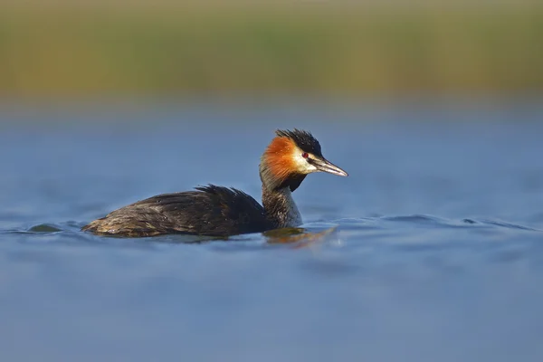 Water vogel op het water (podiceps cristatus) — Stockfoto
