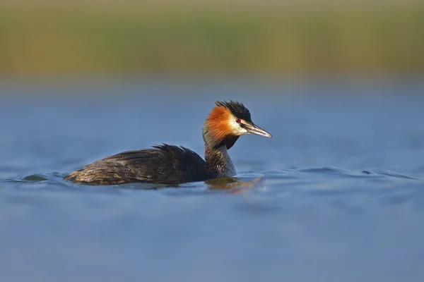 Oiseau d'eau sur l'eau (podiceps cristatus ) — Photo