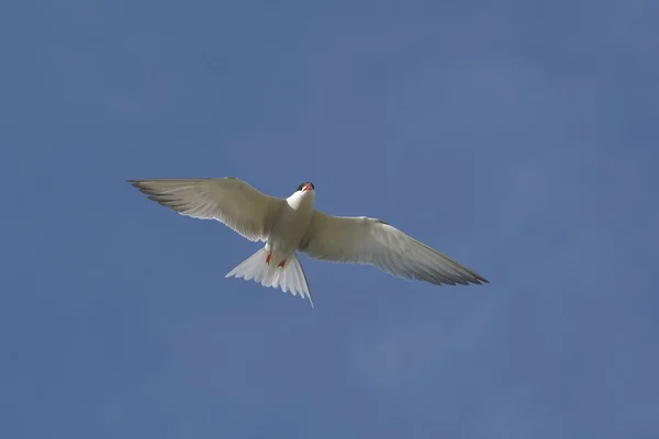 Common tern (sterna hirundo) — Stock Photo, Image