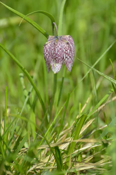 Yılan Başı Fritillary ( Fritillaria meleagris )