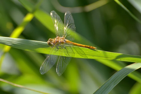 Libellula nel giardino — Foto Stock