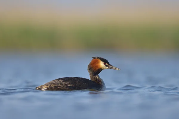 Water vogel op het water (podiceps cristatus) — Stockfoto