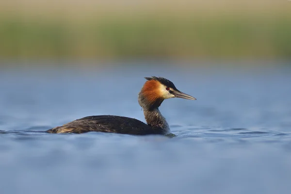 Ptaków wodnych na wodzie (podiceps cristatus) — Zdjęcie stockowe