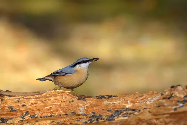 Nuthatch bird en hábitat natural (sitta europaea ) — Foto de Stock