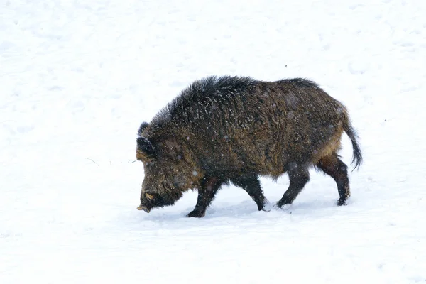 Wild boar — Stock Photo, Image