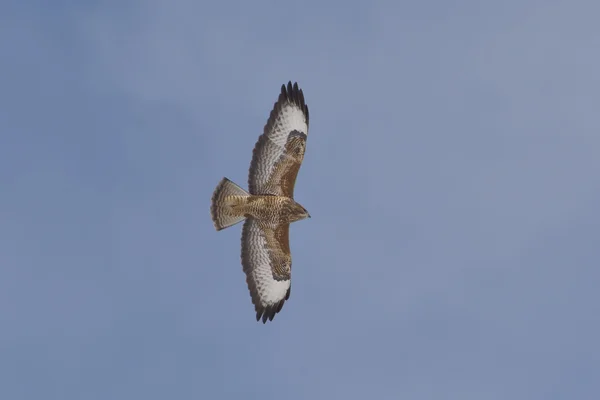 Buzzard comun (Buteo buteo) o singură pasăre în zbor — Fotografie, imagine de stoc