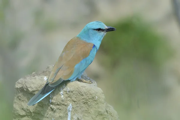 Kraska (coracias garrulus) odkryty — Zdjęcie stockowe