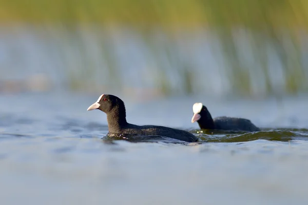 Łyska nad jeziorem (fulica atra) — Zdjęcie stockowe