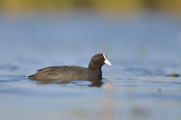 Blässhühner auf dem See (fulica atra) — Stockfoto