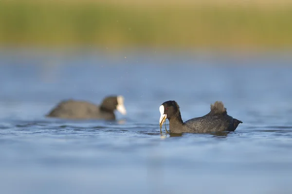 Łyska nad jeziorem (fulica atra) — Zdjęcie stockowe