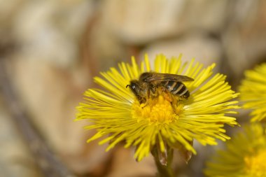 Bahar günü içinde sarı çiçek arıya