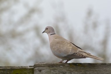 Avrasya Yakalı Güvercini (streptopelia decaocto)