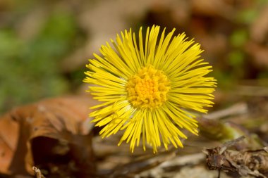 Bahar zaman sarı çiçek