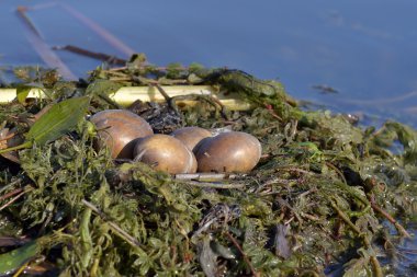 Büyük tepeli grebe yuvası (Podiceps cristatus )